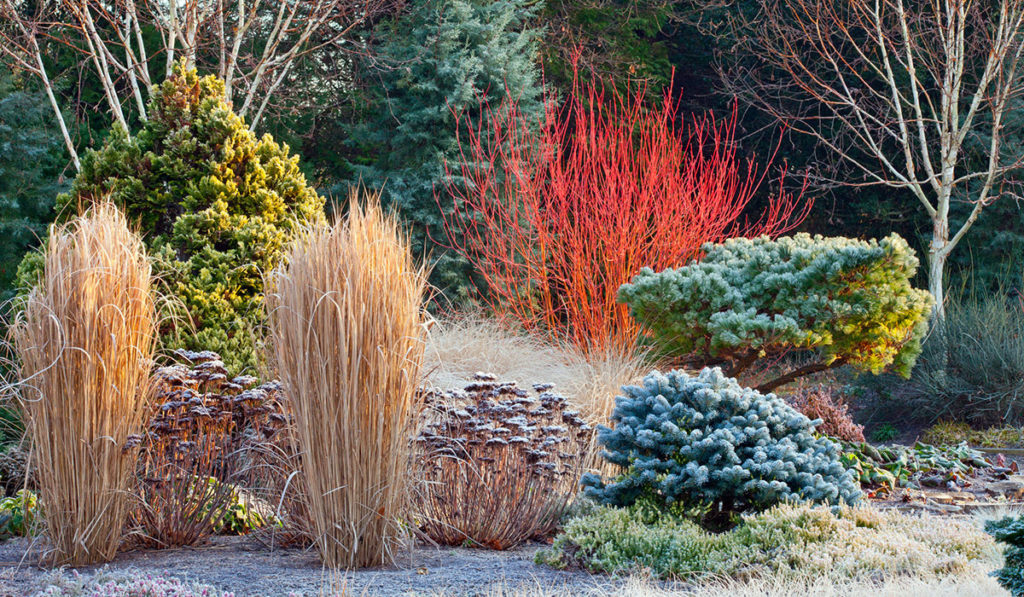 Зимний сад: выбор растений и основные принципы проектирования