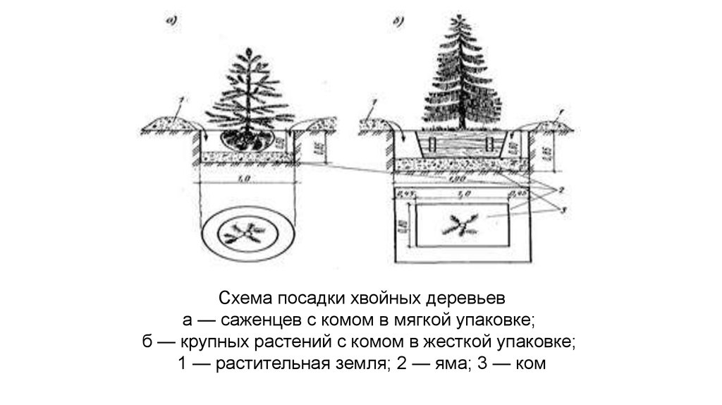 Схема посадки хвойных деревьев